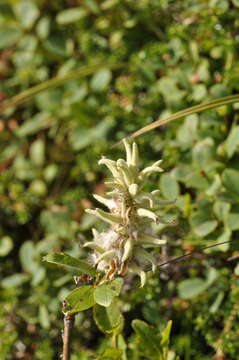 Image of myrtle willow