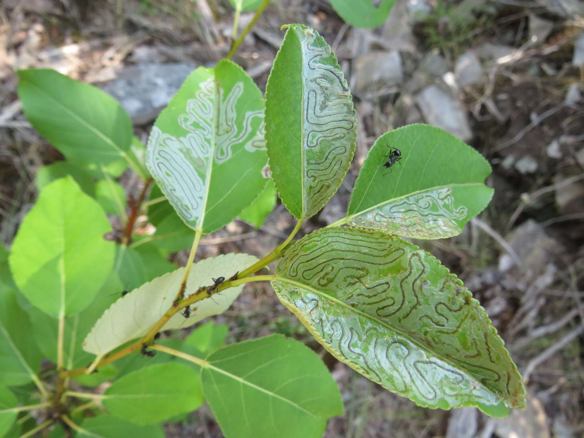 Image of Common Aspen Leaf Miner