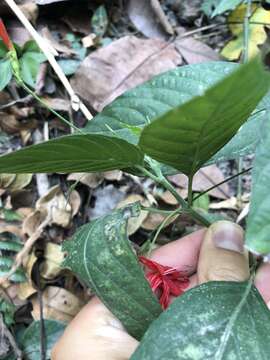 Image of Ruellia macrophylla Vahl