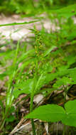 Image of branched moonwort