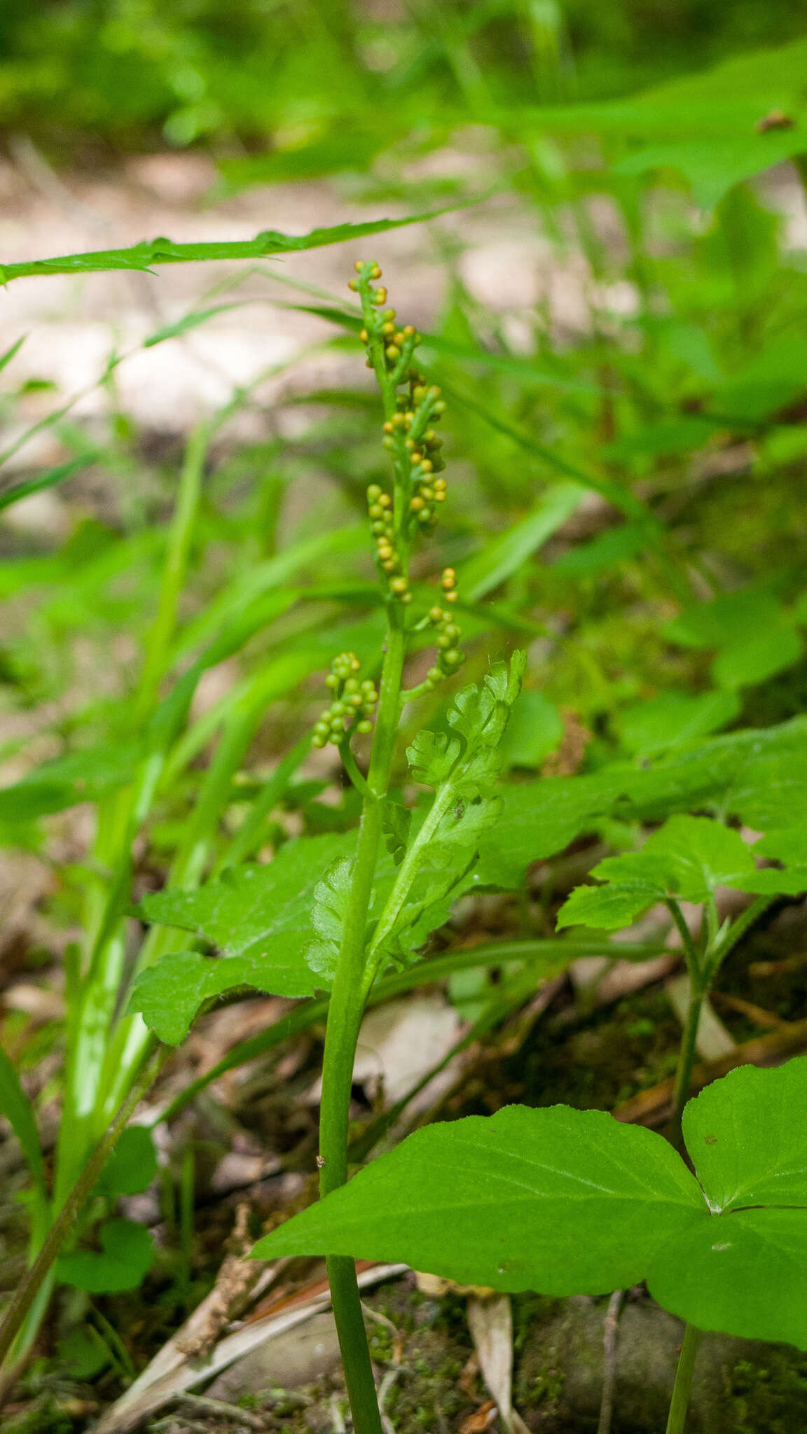 Image of branched moonwort