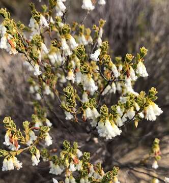 Image of Leucopogon woodsii F. Muell.