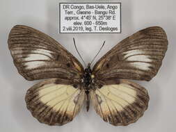 Image of Mesoxantha ethosea Drury 1782