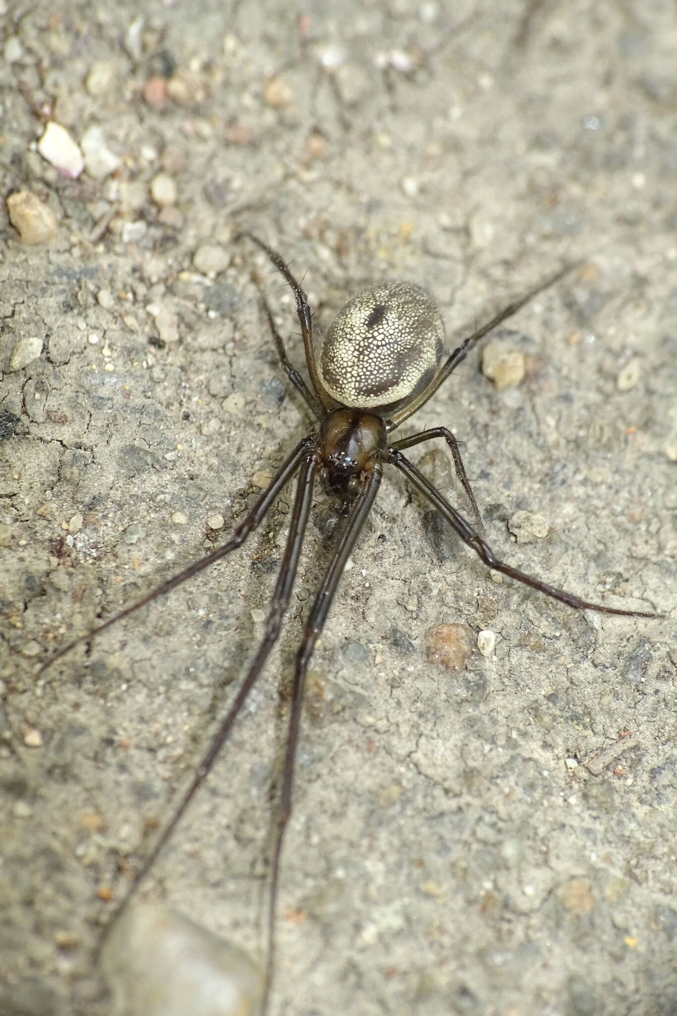 Image of Orsinome diporusa Zhu, Song & Zhang 2003