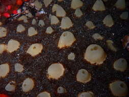 Image of aggregated nipple horny sponge