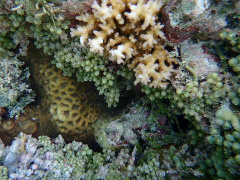 Image of Caulerpa racemosa