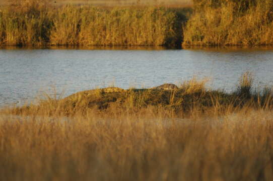 Image of Nile crocodile