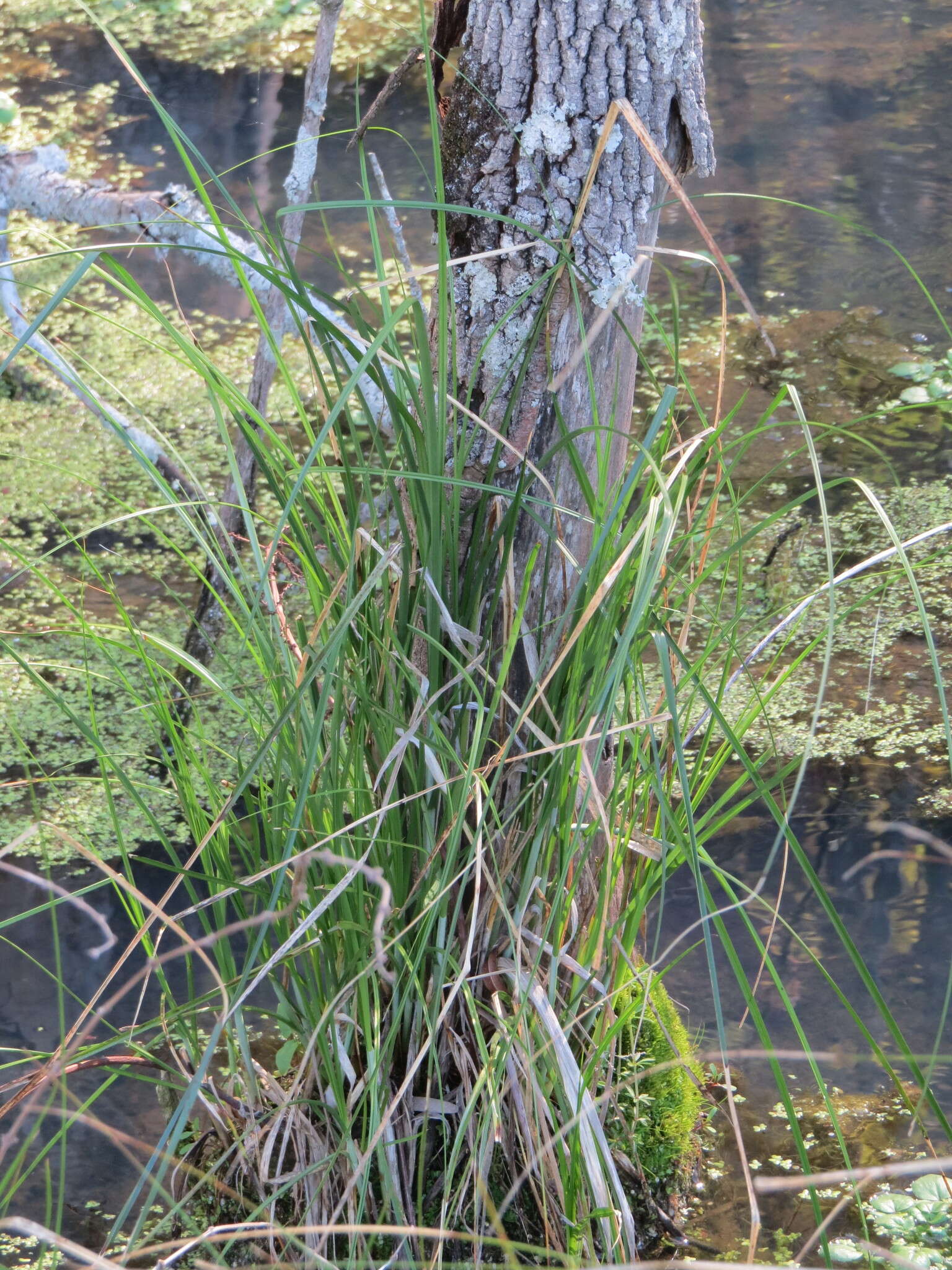 Carex decomposita Muhl. resmi