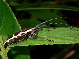 Image of Epepeotes ambigenus (Chevrolat 1841)