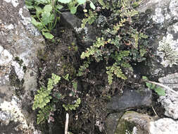 Image of lace lipfern