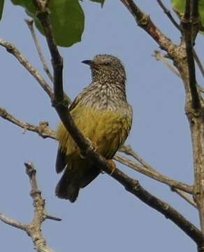 Image of Pholidornis Hartlaub 1857