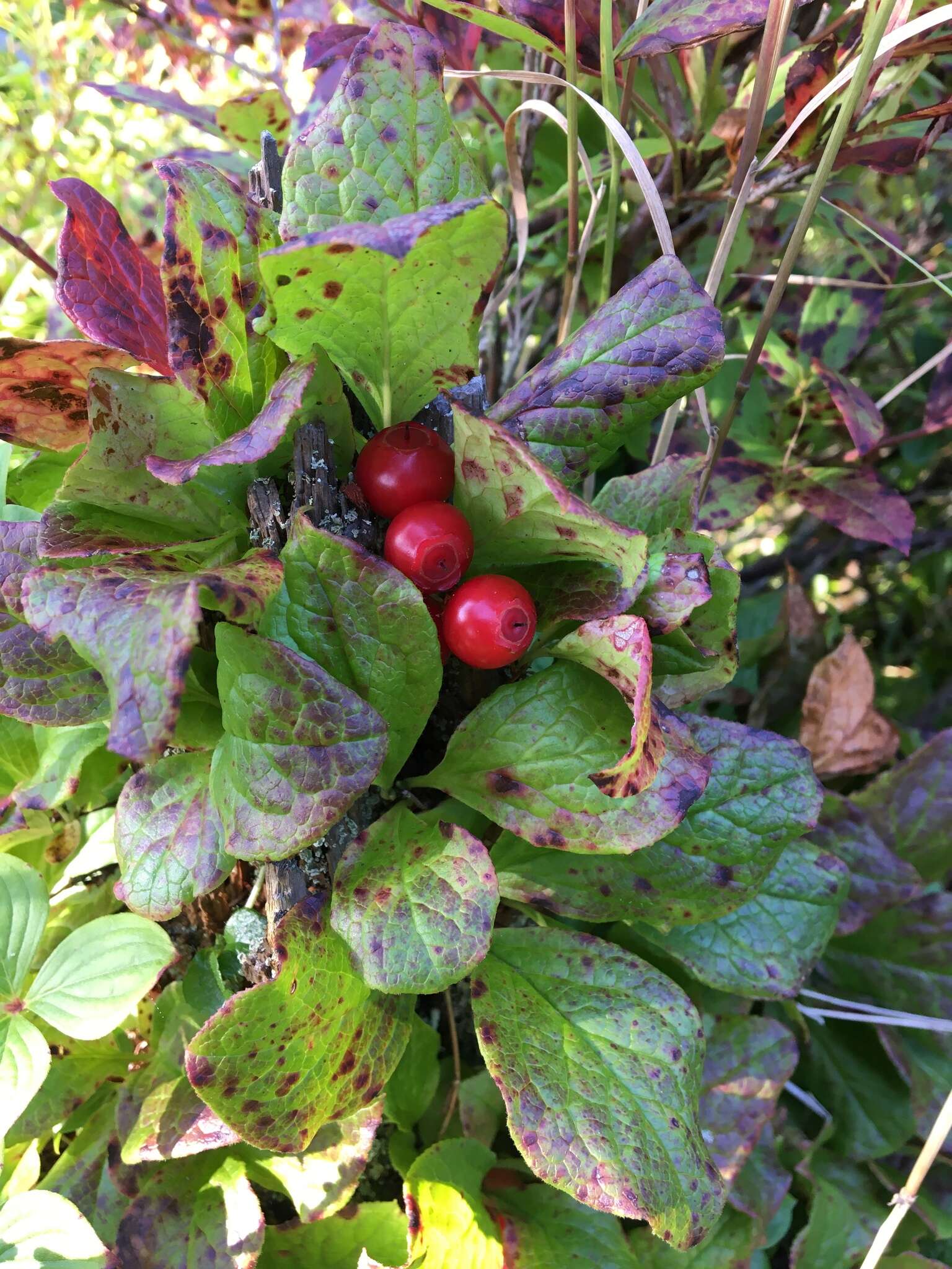 صورة Vaccinium praestans Lamb.