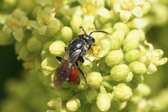 Image de Sphecodes heraclei Robertson 1897