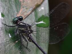 Image of Leptogomphus risi Laidlaw 1932