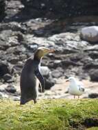 Image of Yellow-eyed Penguins