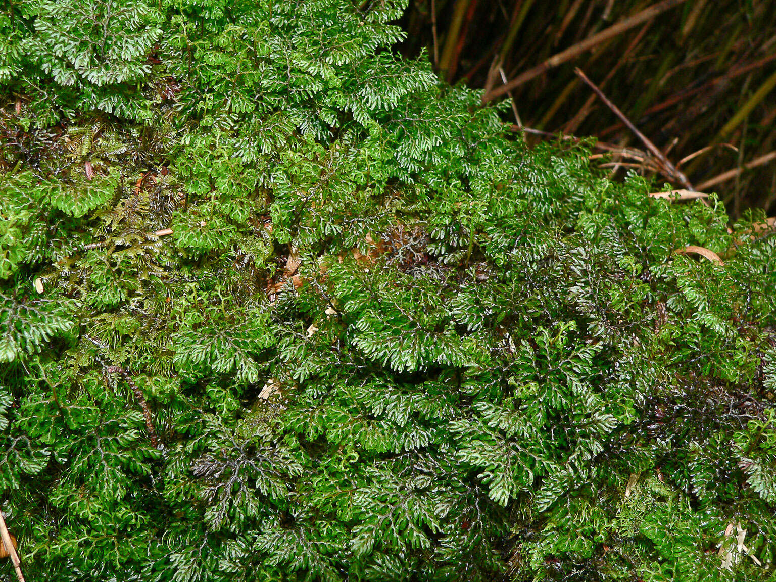 Image of Hymenophyllum paniculiflorum Presl