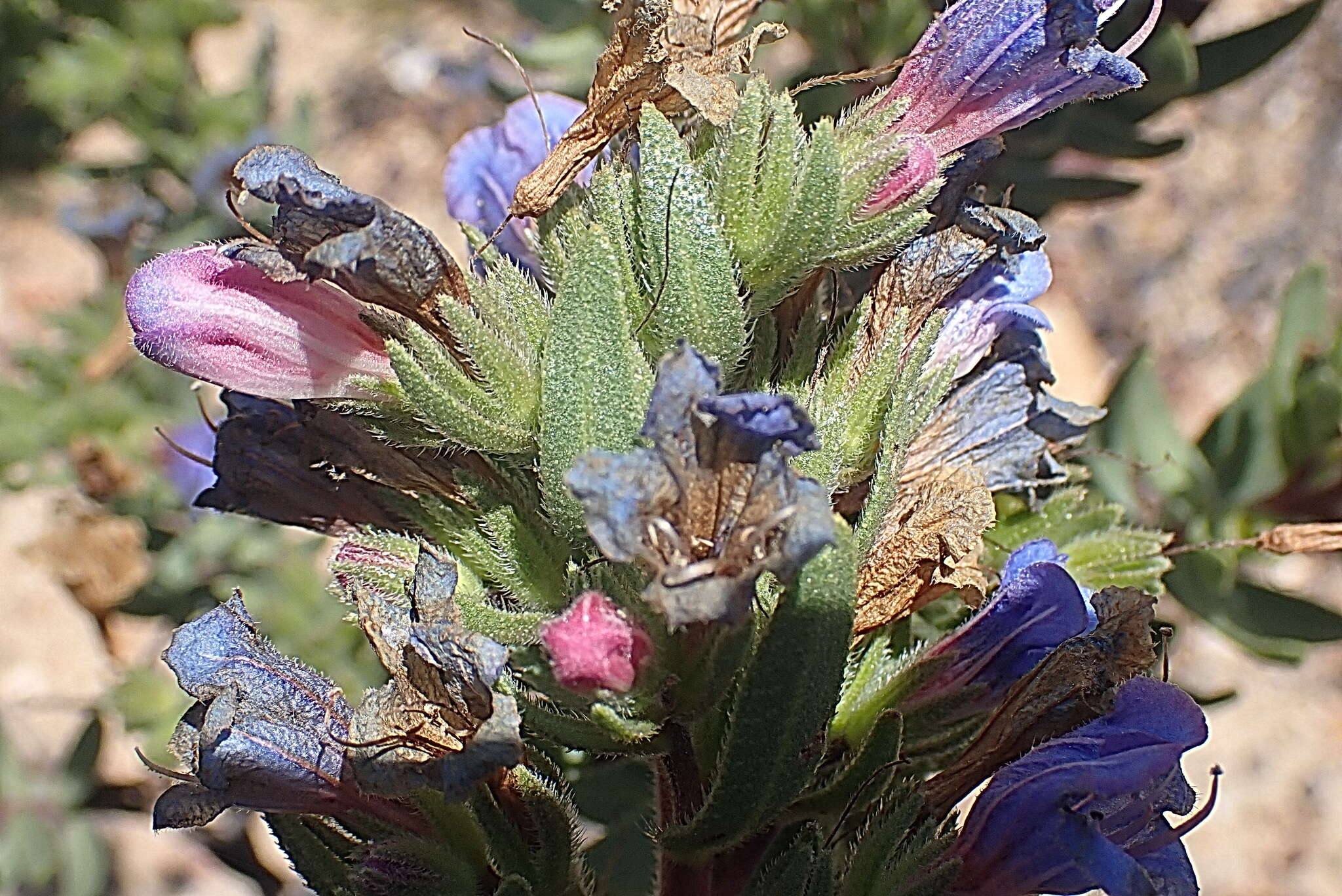 Image of Lobostemon marlothii Levyns