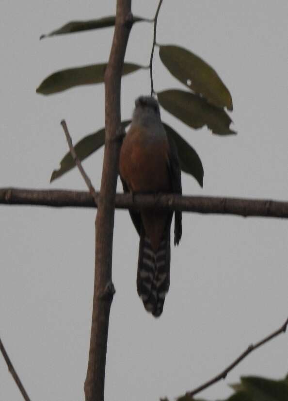 Image of Plaintive Cuckoo