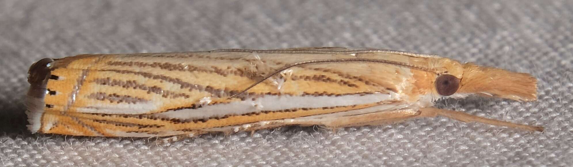 Image of Crambus multilinellus Fernald 1887