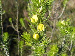 Image of Aspalathus burchelliana Benth.