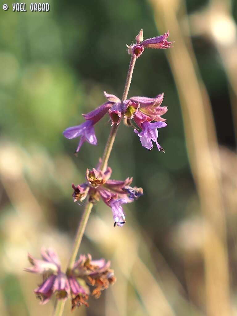 Image of Salvia judaica Boiss.