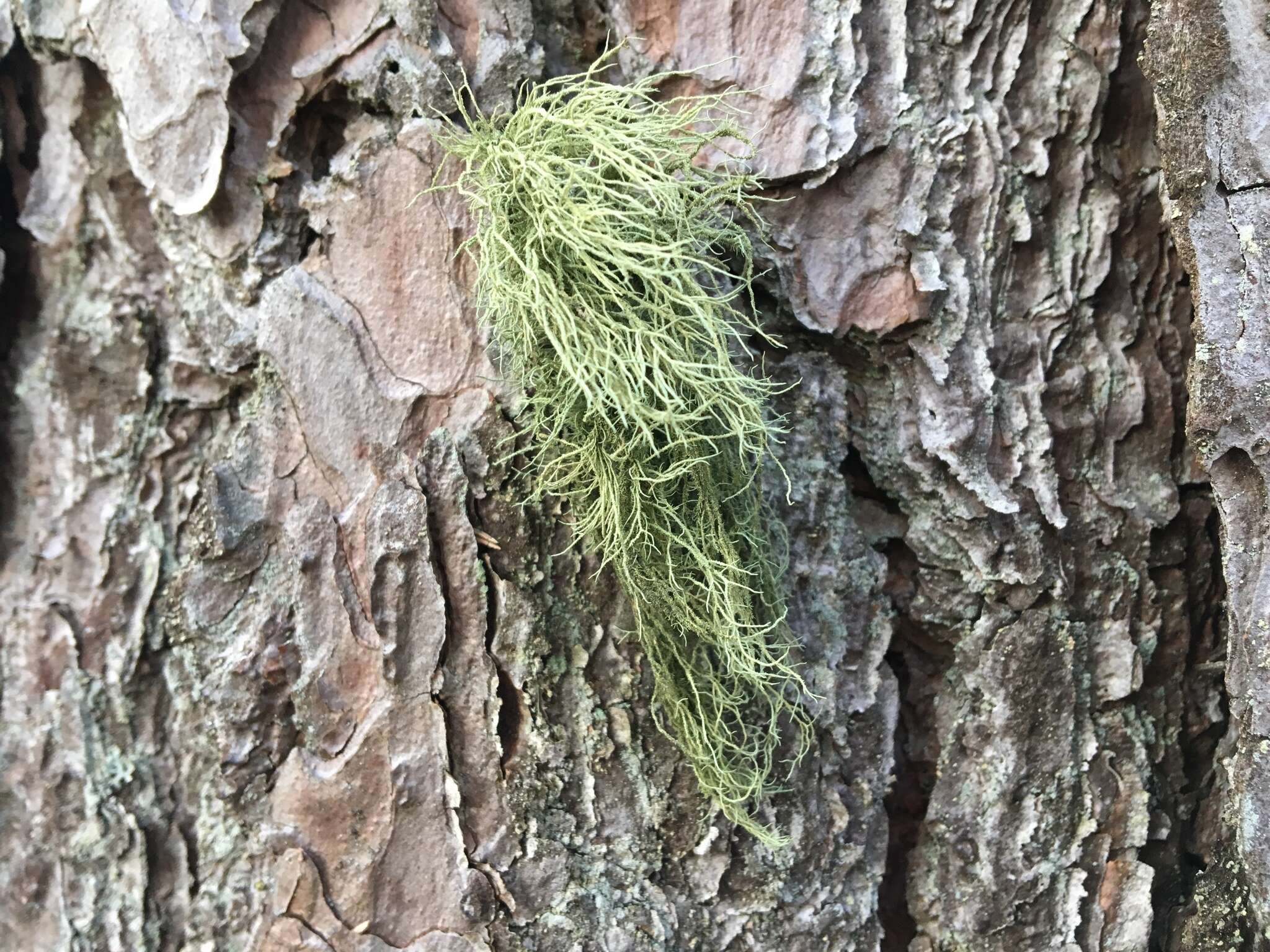 Image of Beard lichen