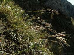 Image of Chionochloa ovata (Buchanan) Zotov