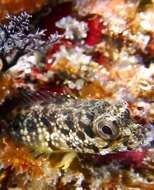 Image of Bluntspine Blenny