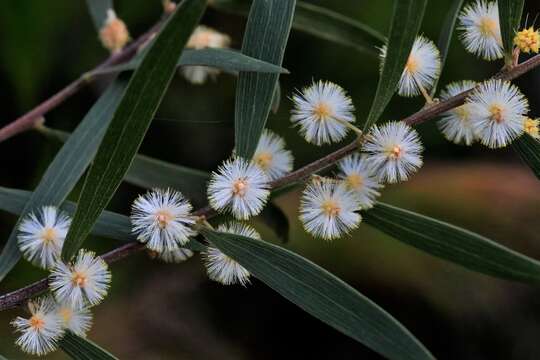 Image of Acacia baeuerlenii Maiden & R. T. Baker