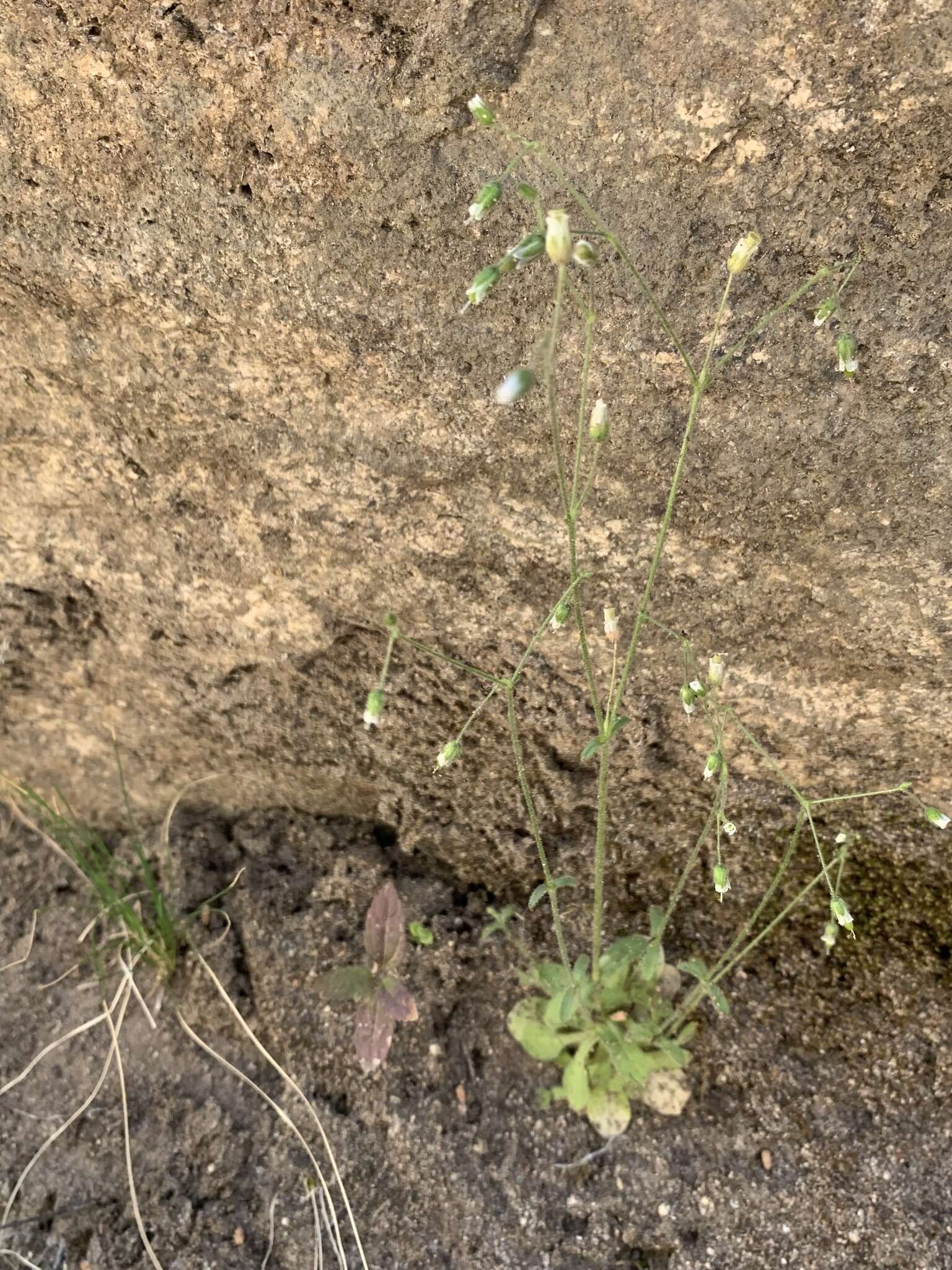 Image of Texas chickweed