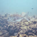 Image of Bluepointed porgy