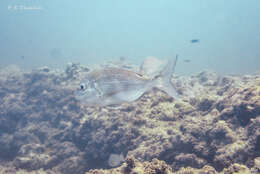 Image of Bluepointed porgy
