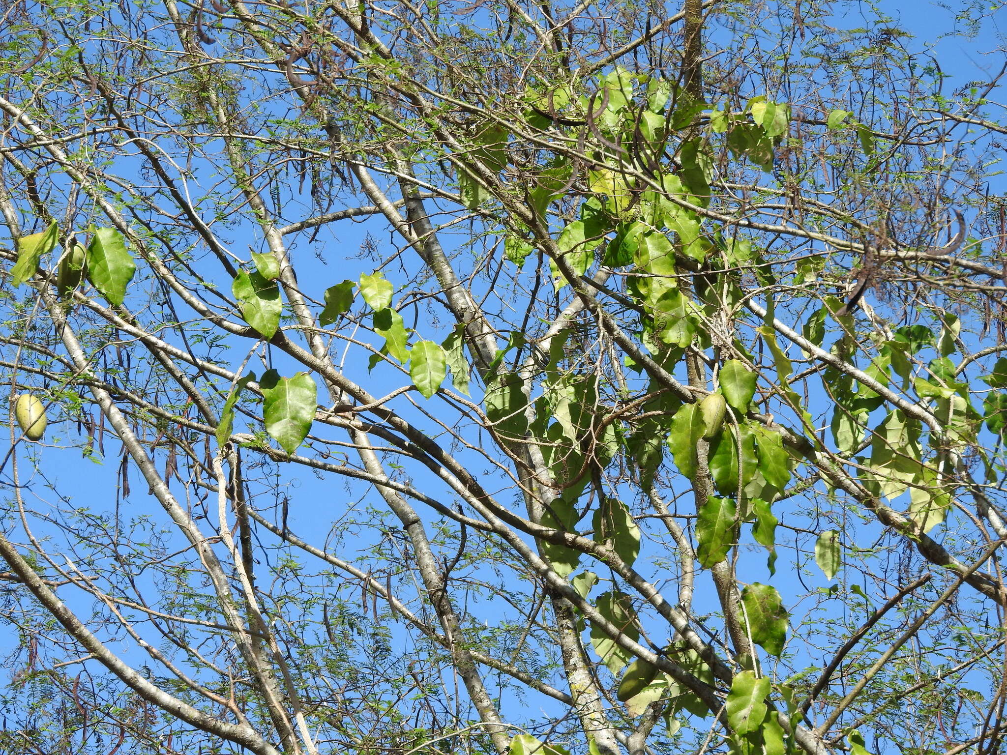 Image of Marsdenia edulis S. Wats.