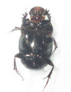 Слика од Euonthophagus carbonarius (Klug 1855)