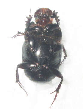 Imagem de Euonthophagus carbonarius (Klug 1855)