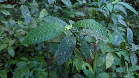 Palicourea glomerulata (Donn. Sm.) Borhidi resmi