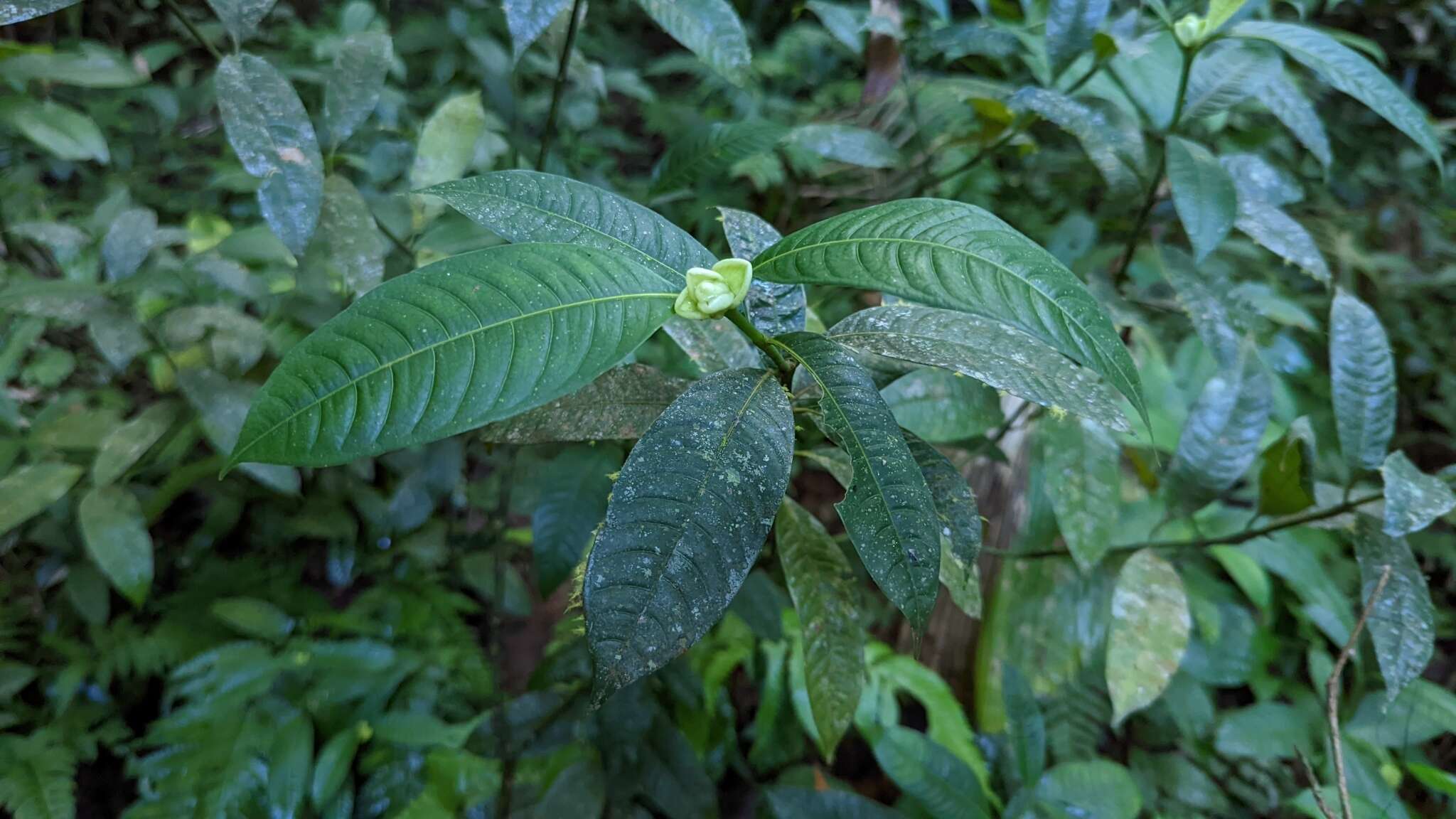 Image of Palicourea glomerulata (Donn. Sm.) Borhidi
