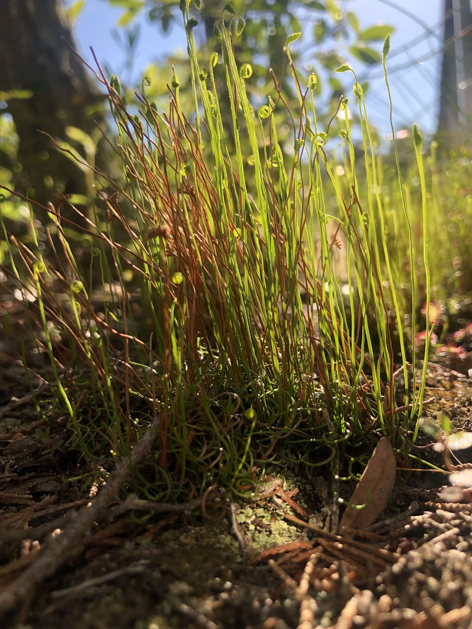 Image of little curlygrass fern