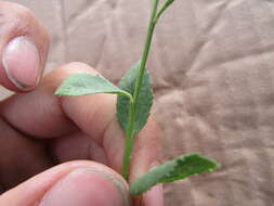 Image of Baccharis mexicana Cuatrec.