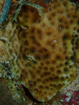 Image of Golfball coral