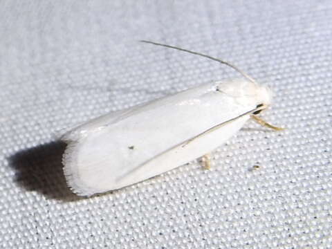 صورة <i>Antaeotricha albulella</i>