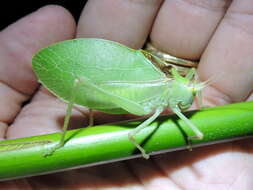 Image de Pterophylla