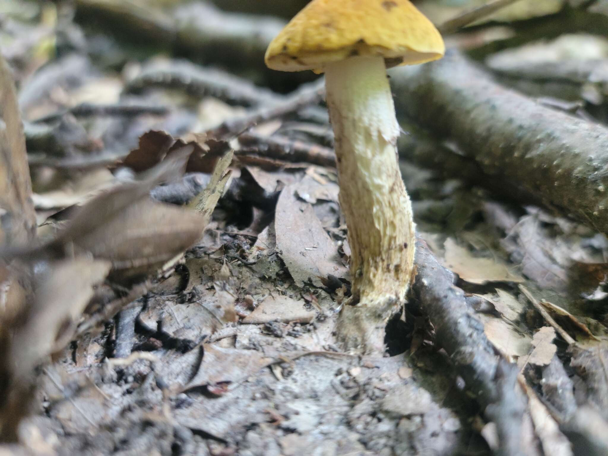 Image of Leccinum luteum A. H. Sm., Thiers & Watling 1967