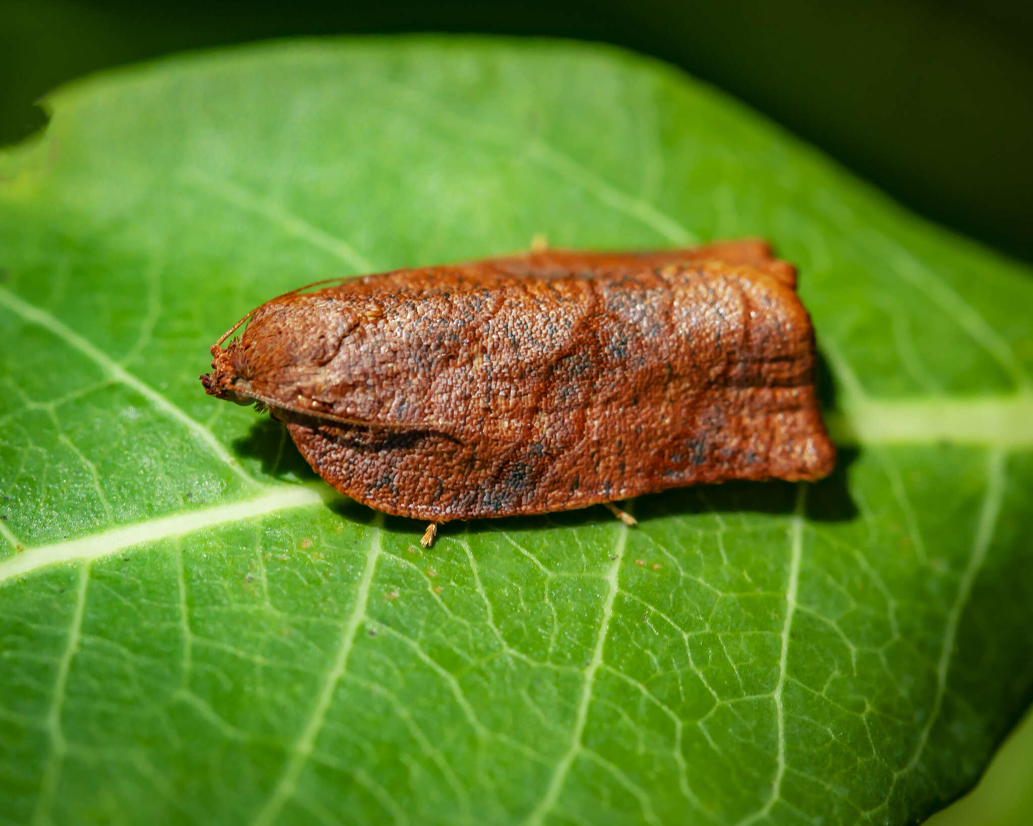 Image of Spotted Fireworm Moth