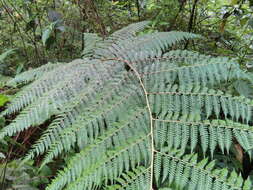 Image of Microlepia smithii (Hook.) Y. H. Yan