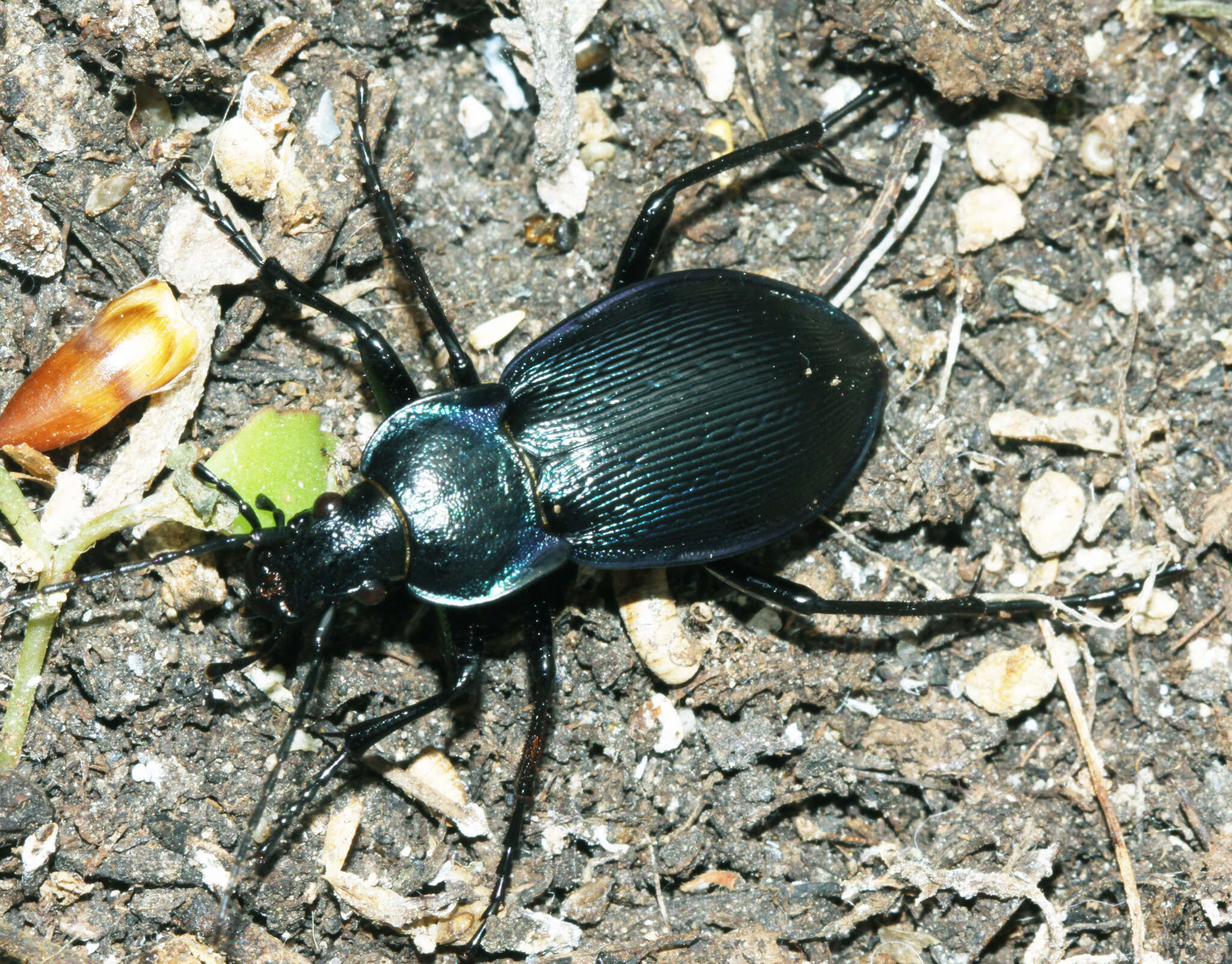 Image of Carabus (Eucarabus) catenulatus Scopoli 1763