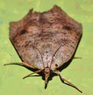 Image of Hyblaea ibidias Turner 1902