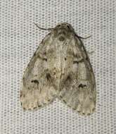 Image of Little White Lichen Moth