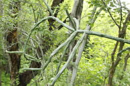 Image of Cylindropuntia thurberi subsp. thurberi