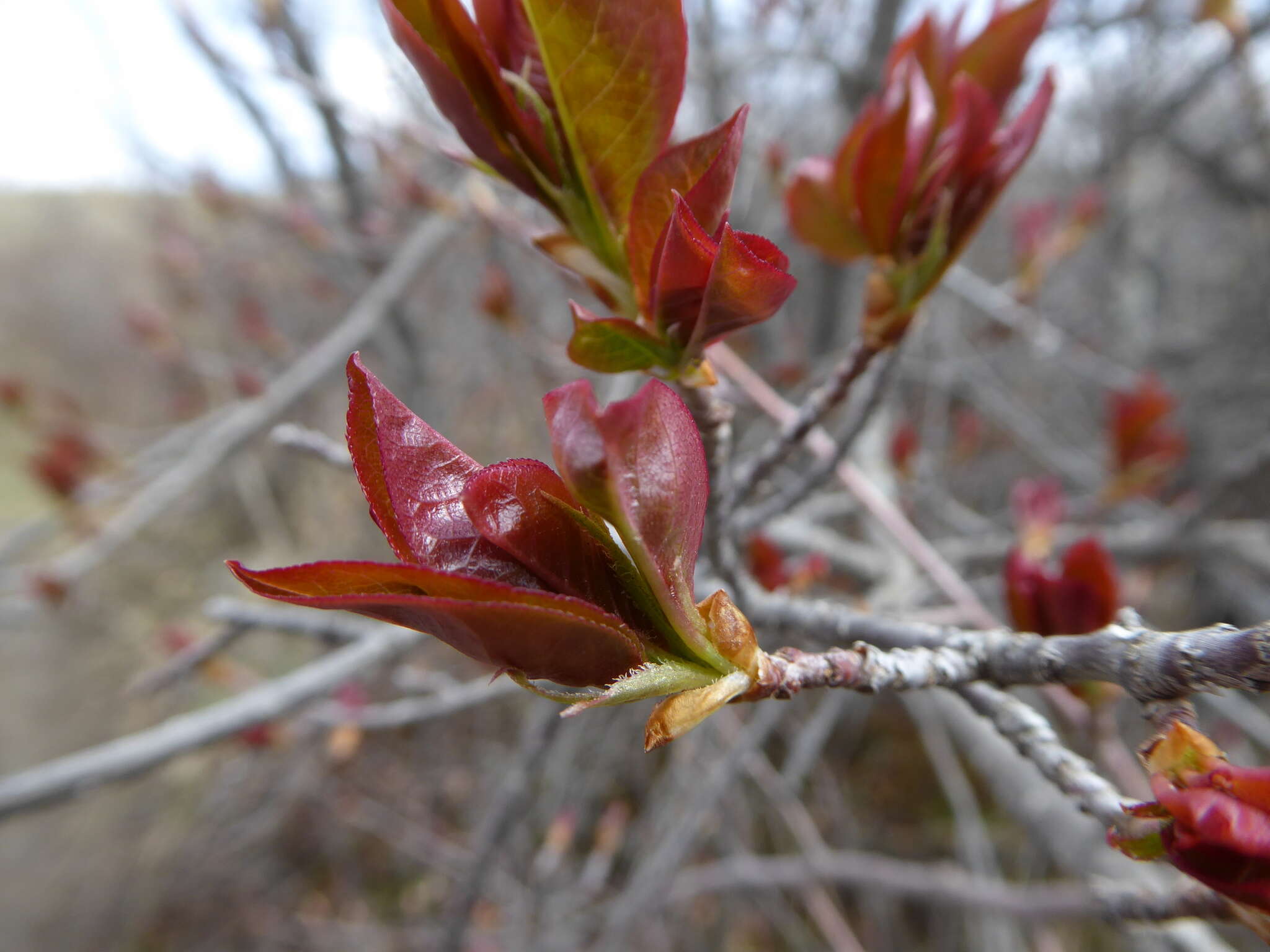 Imagem de Prunus virginiana var. demissa (Nutt.) Torr.